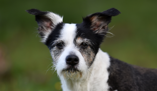 Caring for Senior Dogs - 5 Top Tips