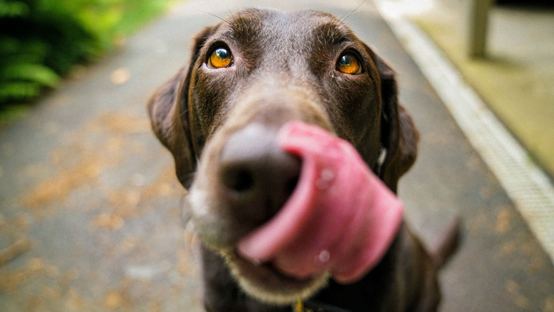 Why turkey is the superior choice for your dog’s diet