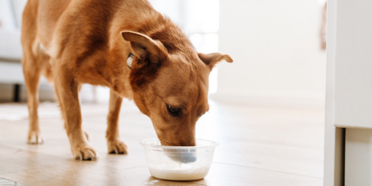 Is Goats Milk Good for Dogs?