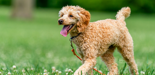 The 10 best superfoods for dogs (that you might not have heard of!)