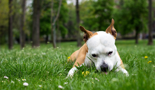 Why Does My Dog Eat Grass?
