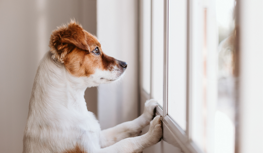 How Your Dog’s Brain Works