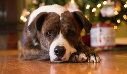 Do's and Don'ts for Dogs at Christmas