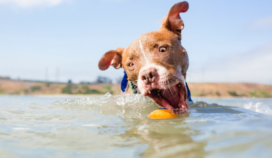 A light brown dog swimming eagerly towards the camera in the ocean with their mouth open trying to retrieve a small orange ball. The shoreline is visible in the background.