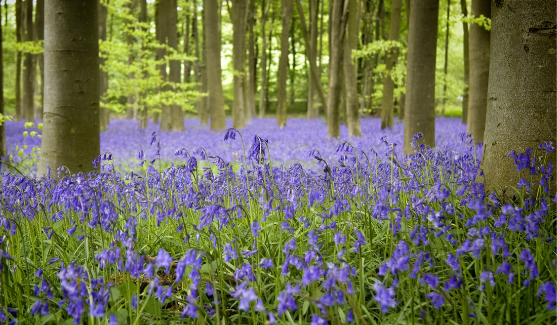 Poisonous Plants For Dogs  Axels Elixir