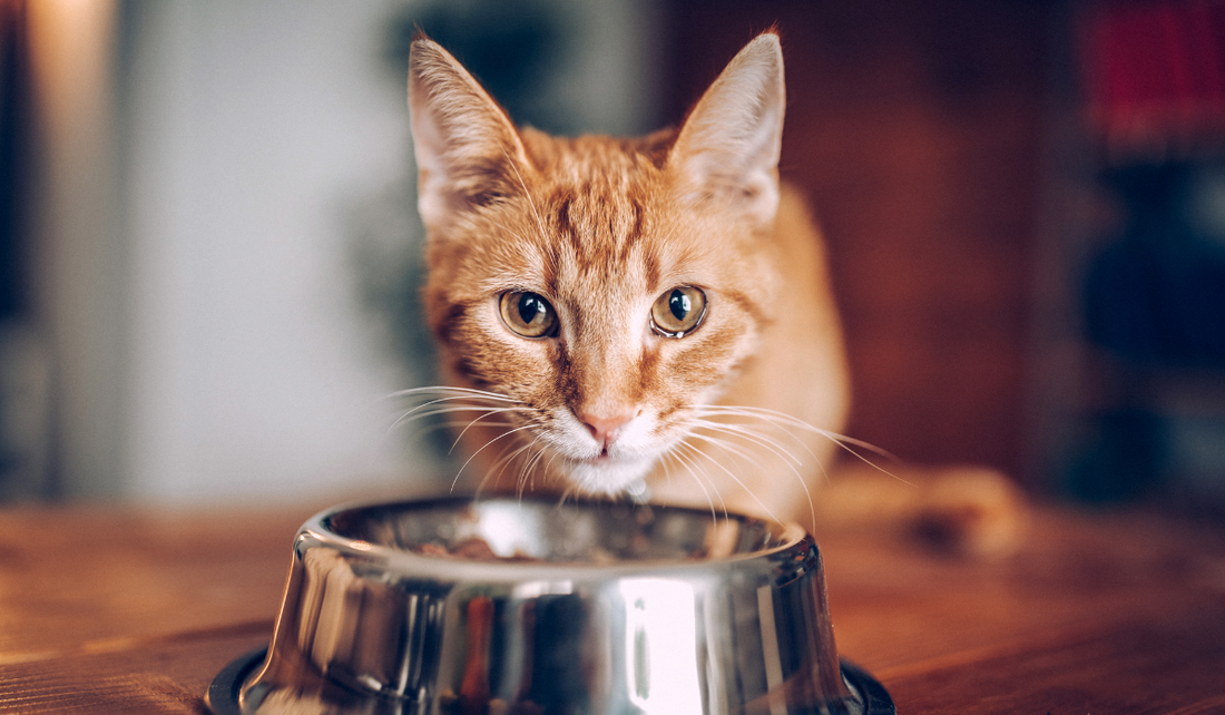The Ultimate Nutrition Guide For Cats