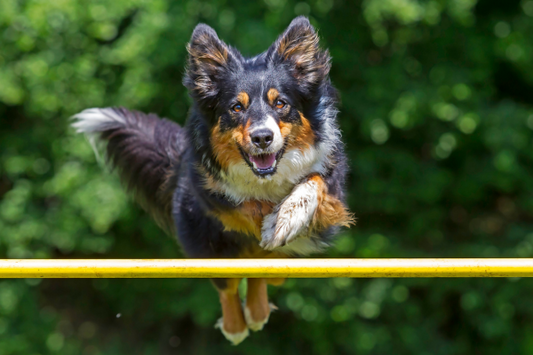 Jumping Into Dog Agility: An Interview with Team GB's Ceri Jones