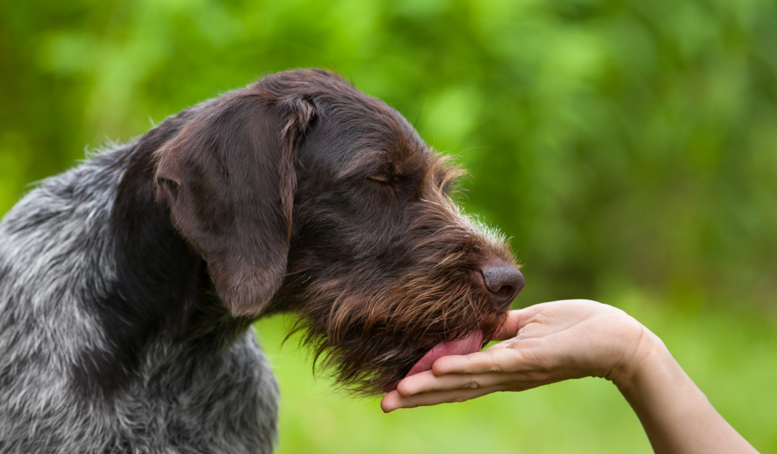 Why Does My Dog Always Lick Me?