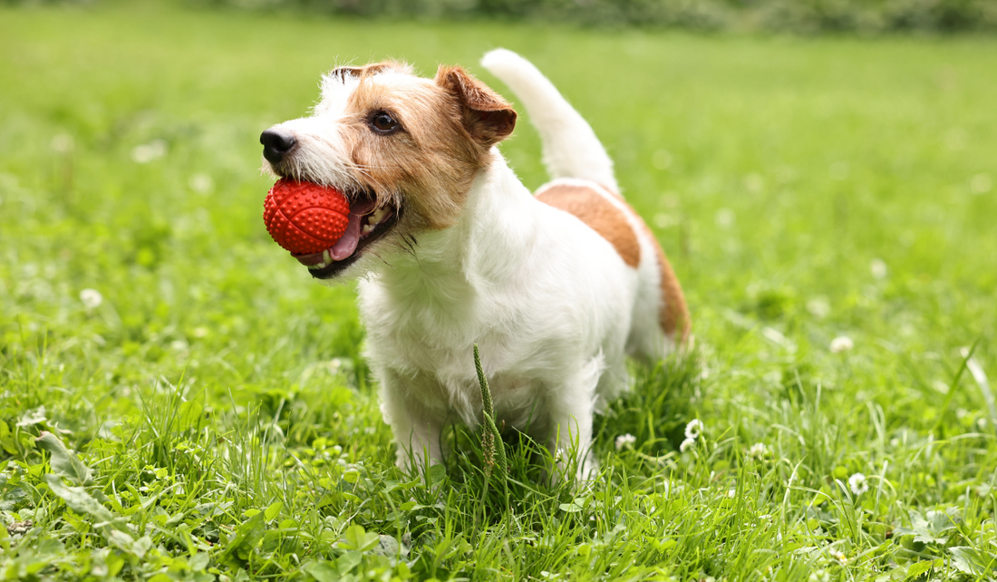 New Year, New Dog – 10 Top Health Tips