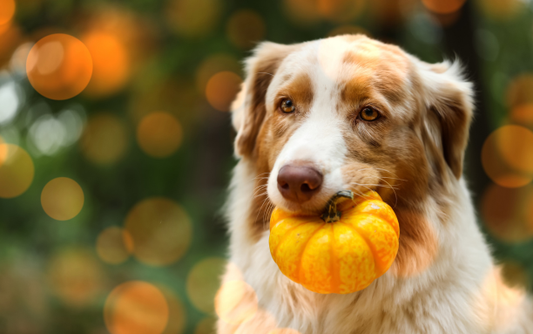 The power of pumpkin and why your dog will love this superfood