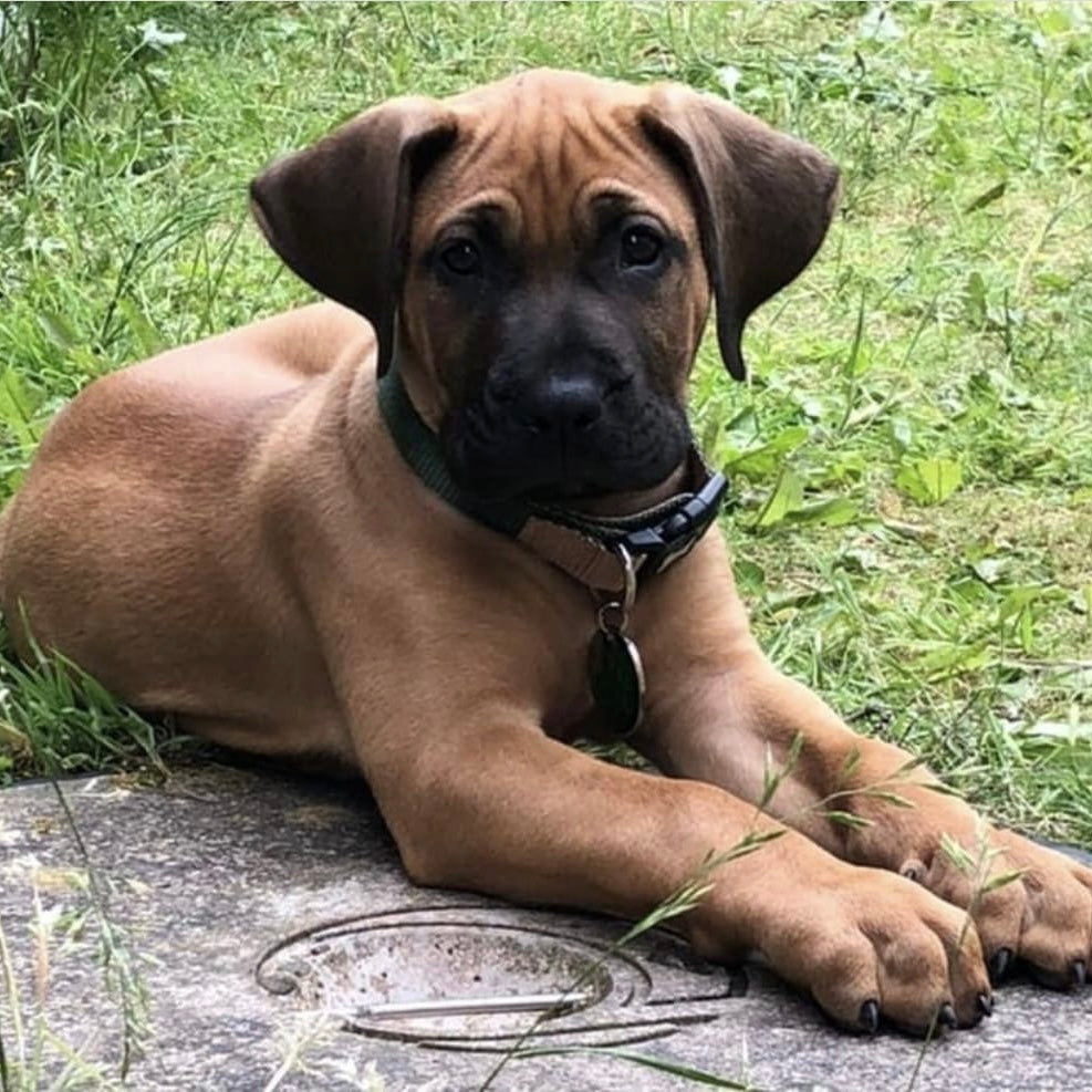 Arab Ridgeback Dane Mastiff Tan Bull Arab Ridgeback X Bull Arab