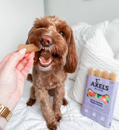 Small light-brown Cockapoo sat on a white bed easting a frozen bone broth Happy Bone directly from their female owner's hand.