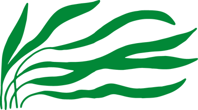 Hand-Dived Cornish Kelp