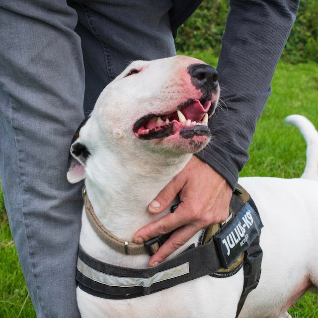 White Bull Terrier wearing a black harness being joyfully stroked by their male owner.
