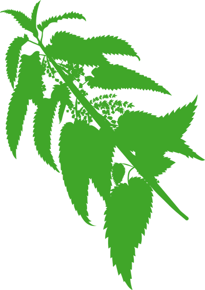 Organic Nettle