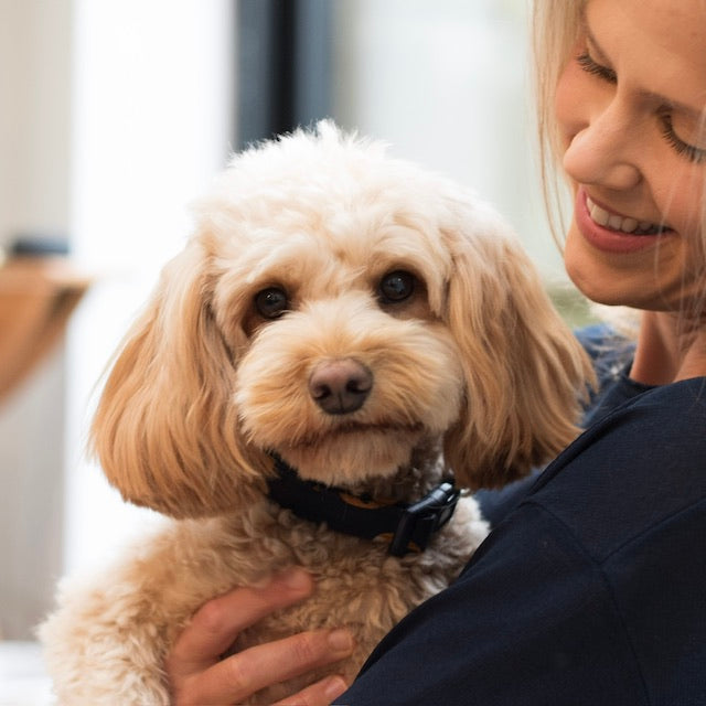 Small sandy-coloured Cockapoo being held by their smiling blonde female owner, looking directly down the lens of the camera.
